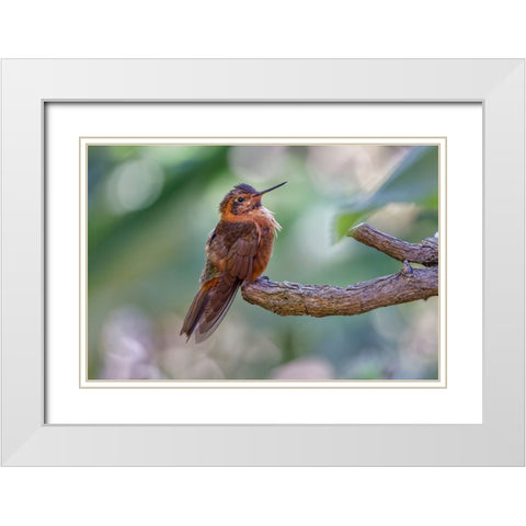 Shining sunbeam-Ecuador White Modern Wood Framed Art Print with Double Matting by Jones, Adam