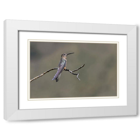 Giant hummingbird perched-Ecuador White Modern Wood Framed Art Print with Double Matting by Jones, Adam