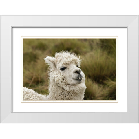 Alpaca-Antisana Ecological Reserve-Ecuador White Modern Wood Framed Art Print with Double Matting by Jones, Adam