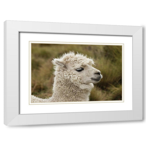 Alpaca-Antisana Ecological Reserve-Ecuador White Modern Wood Framed Art Print with Double Matting by Jones, Adam