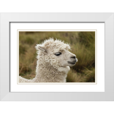 Alpaca-Antisana Ecological Reserve-Ecuador White Modern Wood Framed Art Print with Double Matting by Jones, Adam