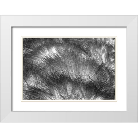 Paramo grass-Antisana Ecological Reserve-Ecuador White Modern Wood Framed Art Print with Double Matting by Jones, Adam