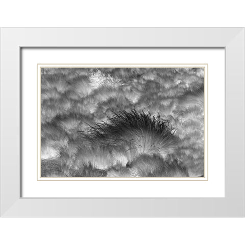 Paramo grass-Antisana Ecological Reserve-Ecuador White Modern Wood Framed Art Print with Double Matting by Jones, Adam