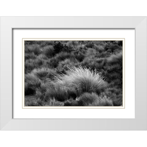 Paramo grass-Antisana Ecological Reserve-Ecuador White Modern Wood Framed Art Print with Double Matting by Jones, Adam