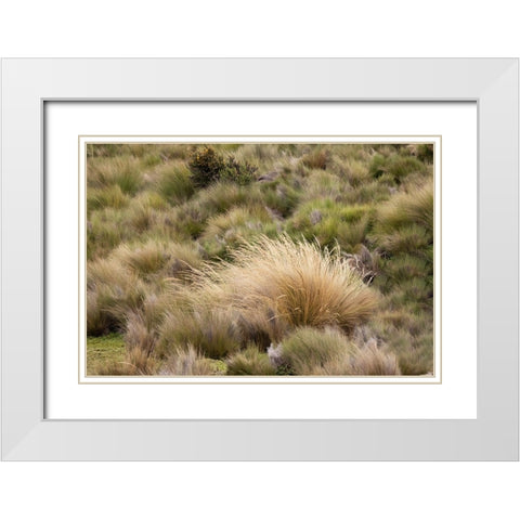 Paramo grass-Antisana Ecological Reserve-Ecuador White Modern Wood Framed Art Print with Double Matting by Jones, Adam