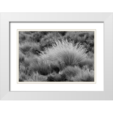 Paramo grass-Antisana Ecological Reserve-Ecuador White Modern Wood Framed Art Print with Double Matting by Jones, Adam