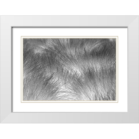 Paramo grass-Antisana Ecological Reserve-Ecuador White Modern Wood Framed Art Print with Double Matting by Jones, Adam