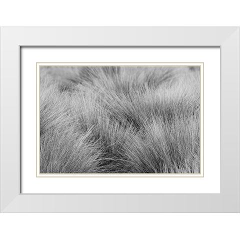 Paramo grass-Antisana Ecological Reserve-Ecuador White Modern Wood Framed Art Print with Double Matting by Jones, Adam