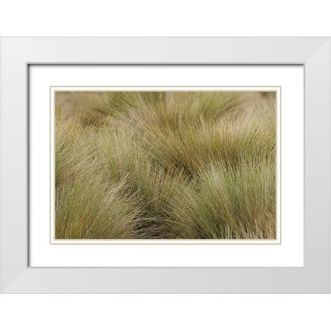 Paramo grass-Antisana Ecological Reserve-Ecuador White Modern Wood Framed Art Print with Double Matting by Jones, Adam