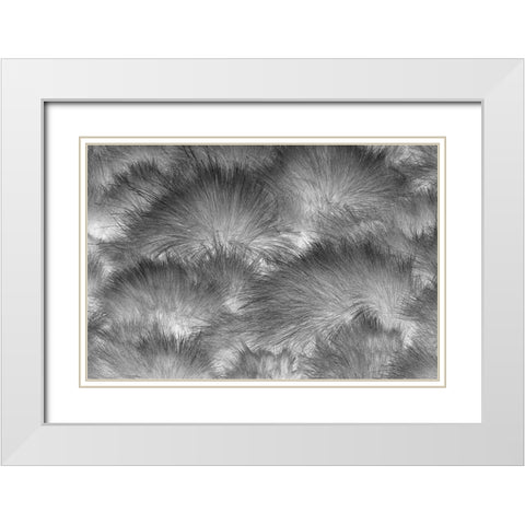 Paramo grass-Antisana Ecological Reserve-Ecuador White Modern Wood Framed Art Print with Double Matting by Jones, Adam
