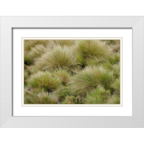 Paramo grass-Antisana Ecological Reserve-Ecuador White Modern Wood Framed Art Print with Double Matting by Jones, Adam