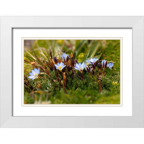 Ground cover-Antisana Ecological Reserve-Ecuador White Modern Wood Framed Art Print with Double Matting by Jones, Adam