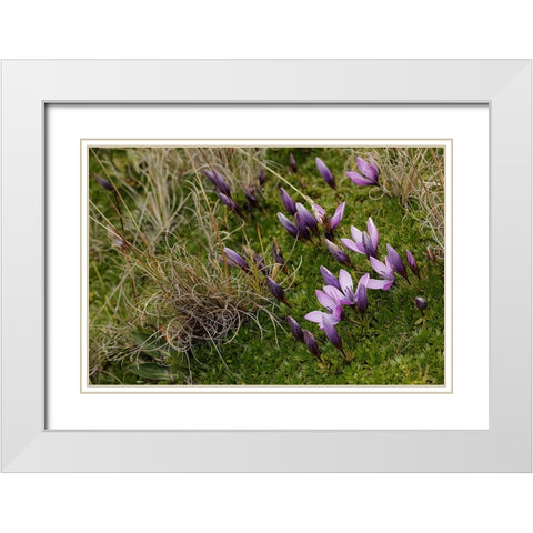 Gentian flowers-Antisana National Park-Ecuador White Modern Wood Framed Art Print with Double Matting by Jones, Adam