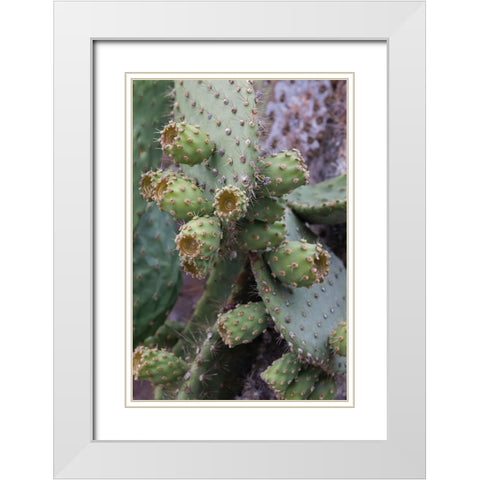 Opuntia prickly pear cactus-South Plaza Island-Galapagos Islands-Ecuador White Modern Wood Framed Art Print with Double Matting by Jones, Adam