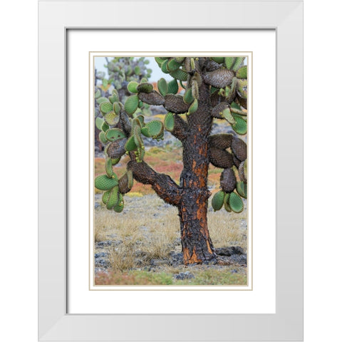Carpet weed along with Opuntia prickly pear cactus-South Plaza Island-Galapagos Islands-Ecuador White Modern Wood Framed Art Print with Double Matting by Jones, Adam