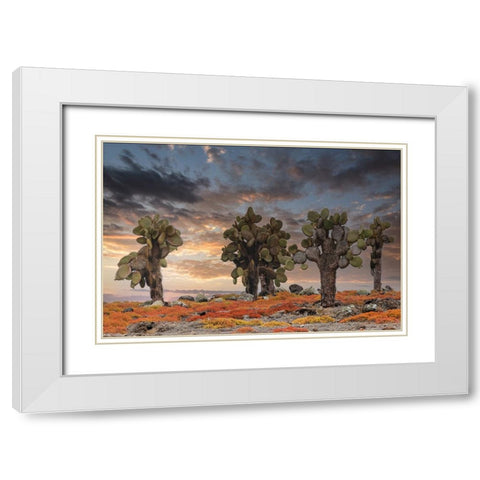 Carpet weed along with Opuntia prickly pear cactus at sunset-South Plaza Island-Galapagos Islands White Modern Wood Framed Art Print with Double Matting by Jones, Adam