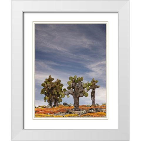 Carpet weed along with Opuntia prickly pear cactus-South Plaza Island-Galapagos Islands-Ecuador White Modern Wood Framed Art Print with Double Matting by Jones, Adam