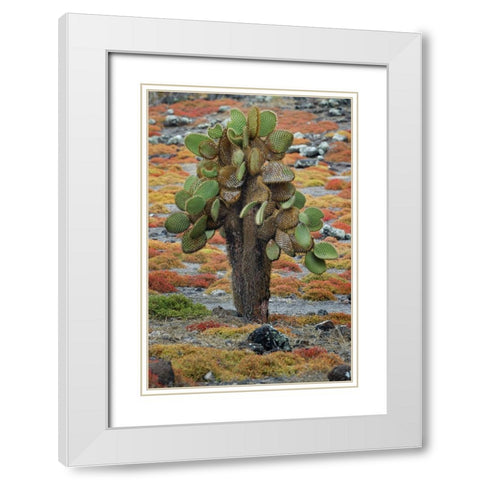 Carpet weed along with Opuntia prickly pear cactus-South Plaza Island-Galapagos Islands-Ecuador White Modern Wood Framed Art Print with Double Matting by Jones, Adam