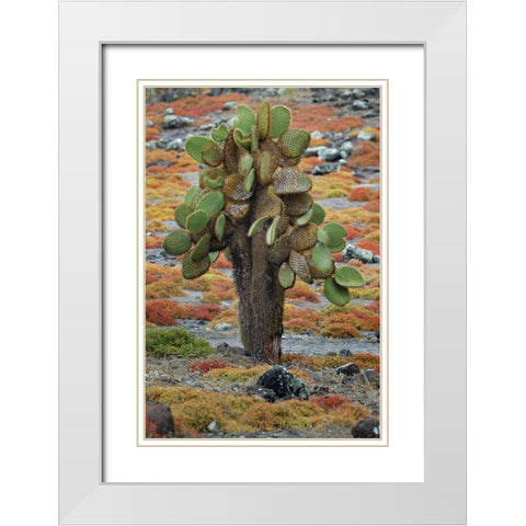 Carpet weed along with Opuntia prickly pear cactus-South Plaza Island-Galapagos Islands-Ecuador White Modern Wood Framed Art Print with Double Matting by Jones, Adam