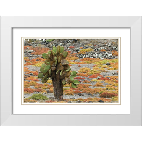 Carpet weed along with Opuntia prickly pear cactus-South Plaza Island-Galapagos Islands-Ecuador White Modern Wood Framed Art Print with Double Matting by Jones, Adam