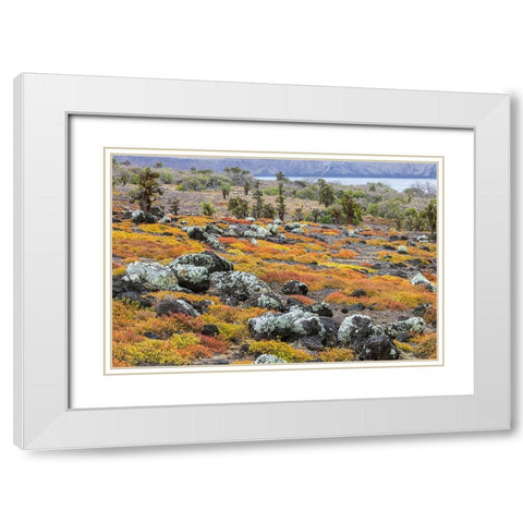 Carpet weed along with Opuntia prickly pear cactus-South Plaza Island-Galapagos Islands-Ecuador White Modern Wood Framed Art Print with Double Matting by Jones, Adam