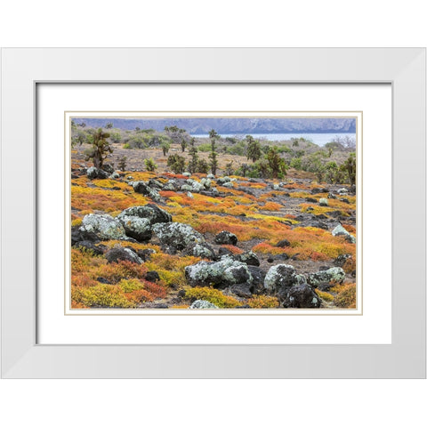 Carpet weed along with Opuntia prickly pear cactus-South Plaza Island-Galapagos Islands-Ecuador White Modern Wood Framed Art Print with Double Matting by Jones, Adam