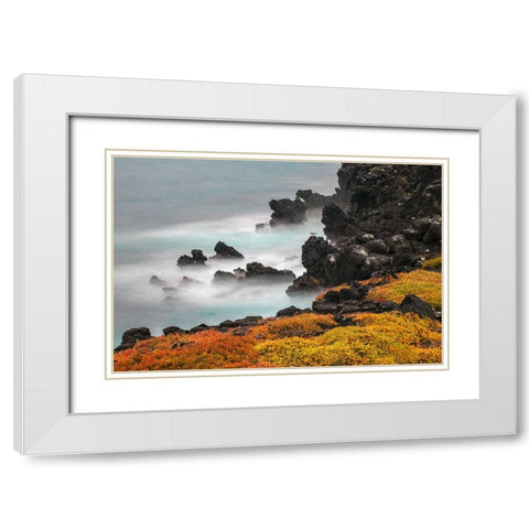 Rocky shoreline covered in Sesuvium-South Plaza Island-Galapagos Islands-Ecuador White Modern Wood Framed Art Print with Double Matting by Jones, Adam