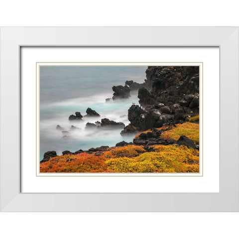 Rocky shoreline covered in Sesuvium-South Plaza Island-Galapagos Islands-Ecuador White Modern Wood Framed Art Print with Double Matting by Jones, Adam