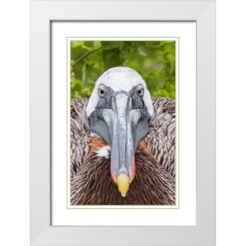 Ecuador, Galapagos Islands, Brown pelican on nest White Modern Wood Framed Art Print with Double Matting by Morris, Arthur