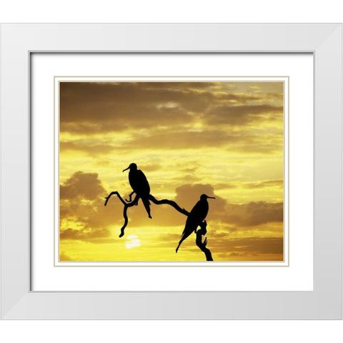 Ecuador, Galapagos Silhouette of frigate birds White Modern Wood Framed Art Print with Double Matting by Zuckerman, Jim