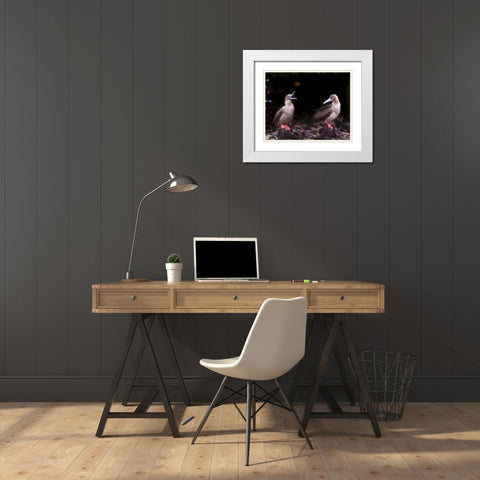 Ecuador, Galapagos Islands Red-footed boobies White Modern Wood Framed Art Print with Double Matting by Zuckerman, Jim