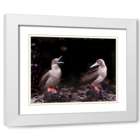 Ecuador, Galapagos Islands Red-footed boobies White Modern Wood Framed Art Print with Double Matting by Zuckerman, Jim
