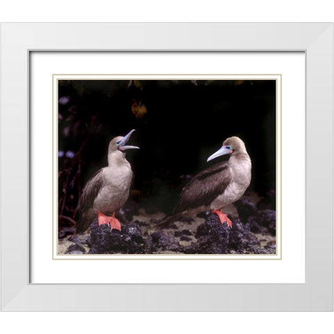 Ecuador, Galapagos Islands Red-footed boobies White Modern Wood Framed Art Print with Double Matting by Zuckerman, Jim