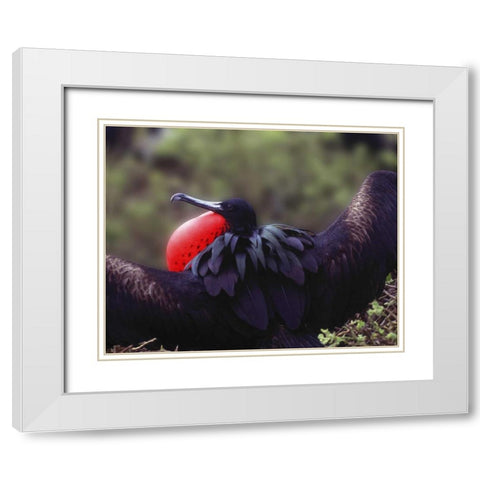 Ecuador, Galapagos Spread-eagled frigatebird White Modern Wood Framed Art Print with Double Matting by Zuckerman, Jim