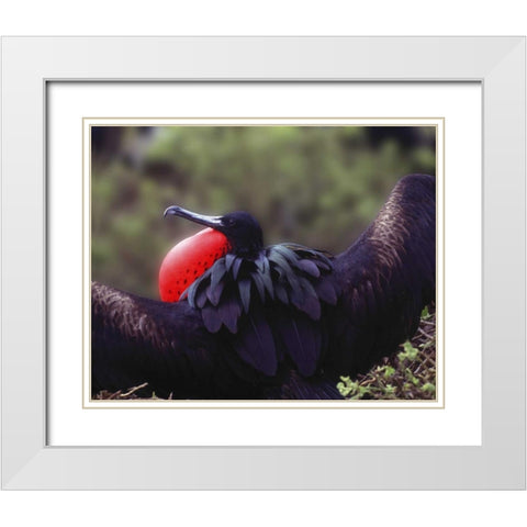 Ecuador, Galapagos Spread-eagled frigatebird White Modern Wood Framed Art Print with Double Matting by Zuckerman, Jim