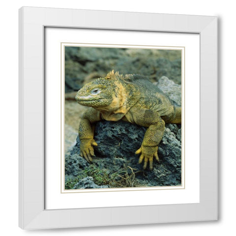Ecuador, Galapagos Islands Detail of land iguana White Modern Wood Framed Art Print with Double Matting by Zuckerman, Jim