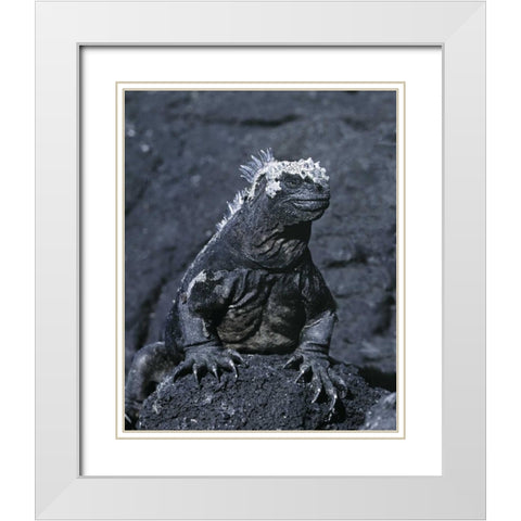 Ecuador, Galapagos Islands Marine iguana White Modern Wood Framed Art Print with Double Matting by Zuckerman, Jim