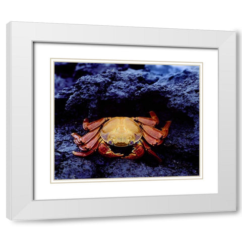 Ecuador, Galapagos Sally lightfoot crab White Modern Wood Framed Art Print with Double Matting by Zuckerman, Jim