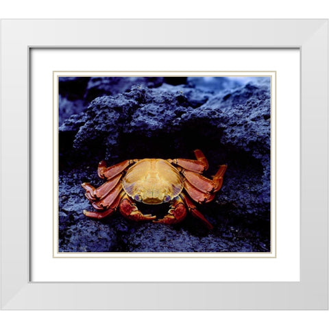 Ecuador, Galapagos Sally lightfoot crab White Modern Wood Framed Art Print with Double Matting by Zuckerman, Jim
