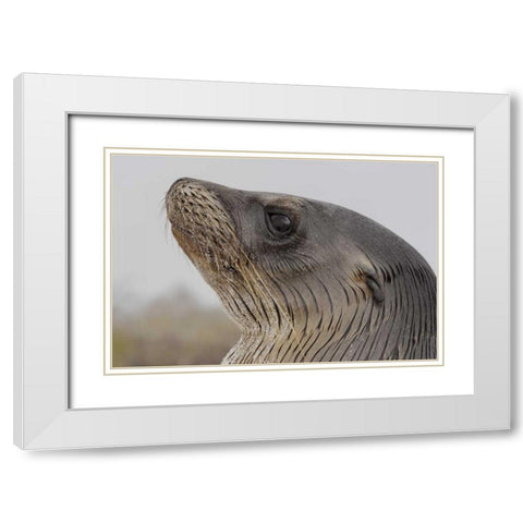 Ecuador, Galapagos, Espanola Island Sea-lion White Modern Wood Framed Art Print with Double Matting by Morris, Arthur