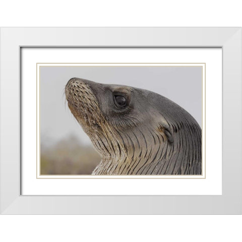 Ecuador, Galapagos, Espanola Island Sea-lion White Modern Wood Framed Art Print with Double Matting by Morris, Arthur