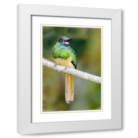 Ecuador, Napo Reserve Rufous-tailed jacamar White Modern Wood Framed Art Print with Double Matting by Williams, Joanne
