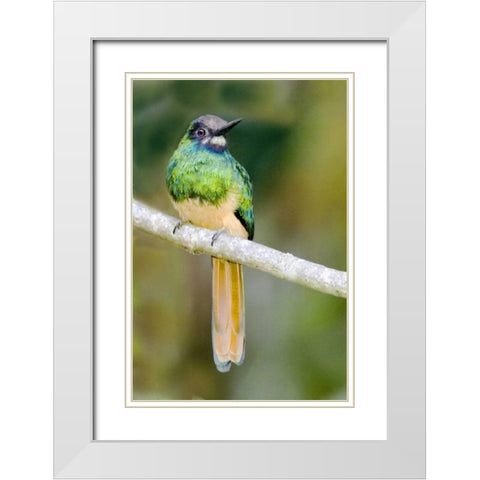 Ecuador, Napo Reserve Rufous-tailed jacamar White Modern Wood Framed Art Print with Double Matting by Williams, Joanne