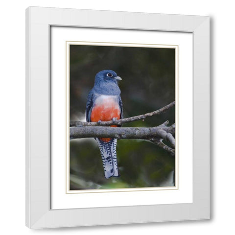 Ecuador Blue-crowned trogon on branch White Modern Wood Framed Art Print with Double Matting by Williams, Joanne