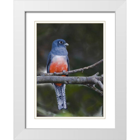 Ecuador Blue-crowned trogon on branch White Modern Wood Framed Art Print with Double Matting by Williams, Joanne