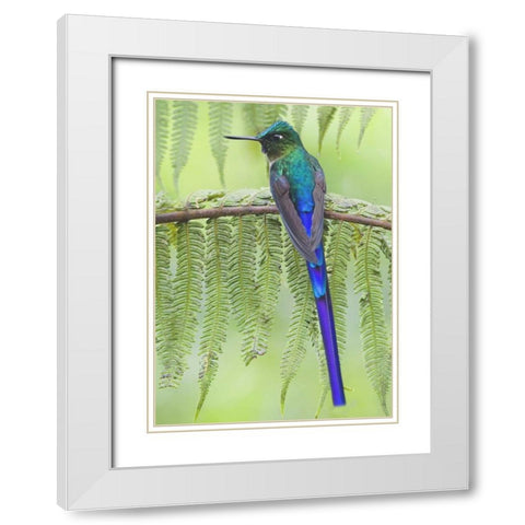 Ecuador Violet-tailed sylph on fern branch White Modern Wood Framed Art Print with Double Matting by Williams, Joanne