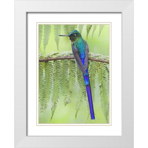 Ecuador Violet-tailed sylph on fern branch White Modern Wood Framed Art Print with Double Matting by Williams, Joanne