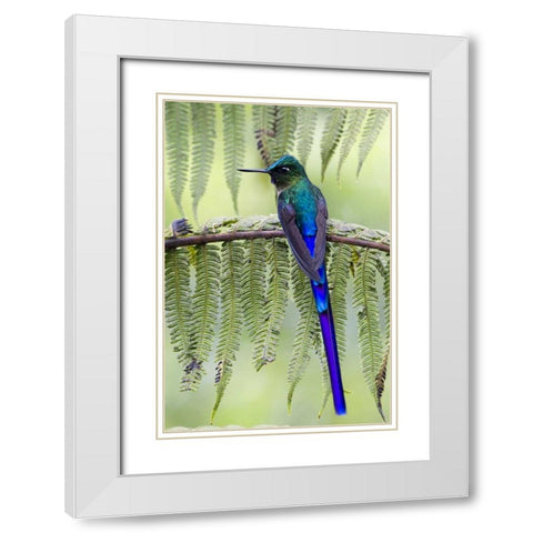 Ecuador Violet-tailed sylph on fern branch White Modern Wood Framed Art Print with Double Matting by Williams, Joanne