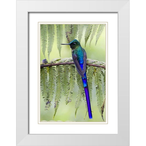 Ecuador Violet-tailed sylph on fern branch White Modern Wood Framed Art Print with Double Matting by Williams, Joanne