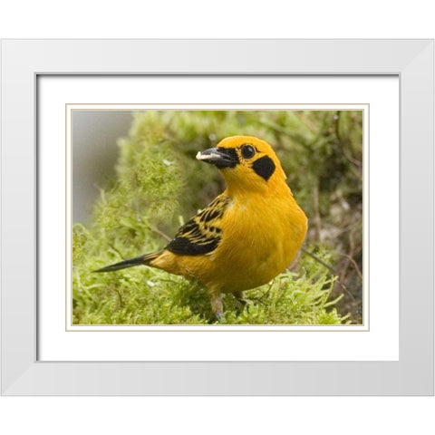 Ecuador Golden tanager feeding in foliage White Modern Wood Framed Art Print with Double Matting by Williams, Joanne